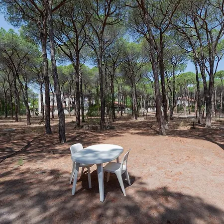 Pine Forest - Near The Beach